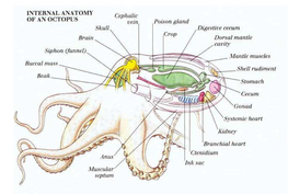 Anatomy - In the Mind of an Octopus